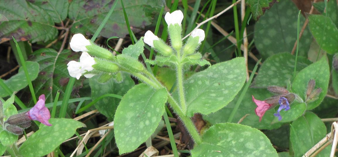 Pulmonaria bianca?